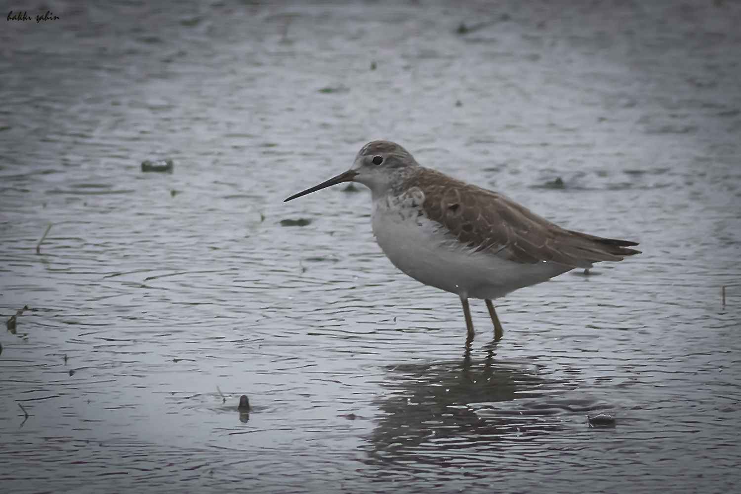 Red Knot